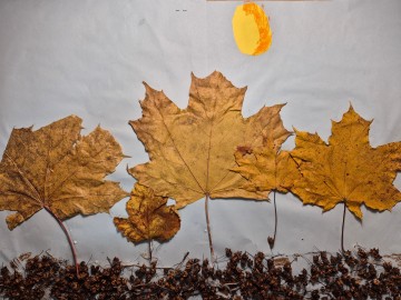 Olga Jasińska, „Las jesienią”, SP Stare Skoszewy, 